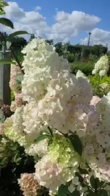 HYDRANGEA paniculata 'Sundae Fraise' - image 4