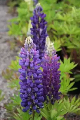 LUPINUS 'Gallery Blue'