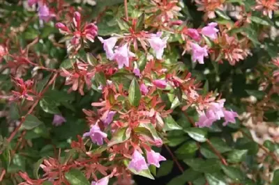 ABELIA 'Edward Goucher'