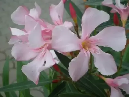 NERIUM oleander Pink