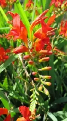 CROCOSMIA 'Lucifer'