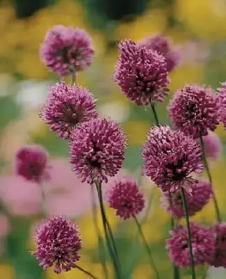 ALLIUM sphaerocephalon