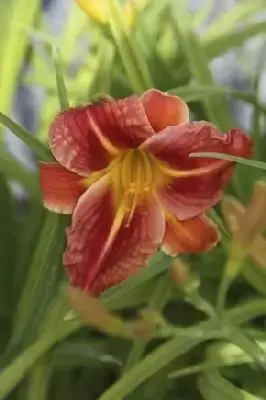 HEMEROCALLIS 'Red Rum'