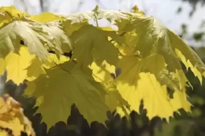 ACER platanoides 'Princeton Gold'