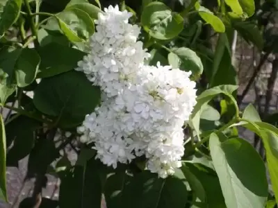 SYRINGA vulgaris 'Madame Lemoine'