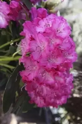 RHODODENDRON 'Germania' - image 1