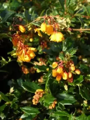 BERBERIS darwinii
