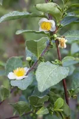 CAMELLIA sinensis - image 1