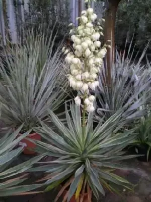 YUCCA gloriosa 'Variegata'