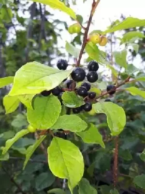 FRANGULA alnus