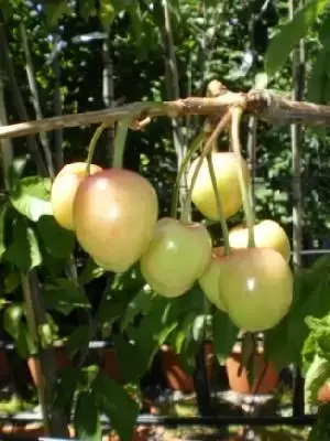 PRUNUS avium 'Bigarreau Moreau' (CHERRY)