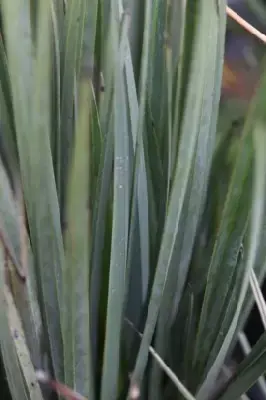 DIANELLA tasmanica 'Little Rev'