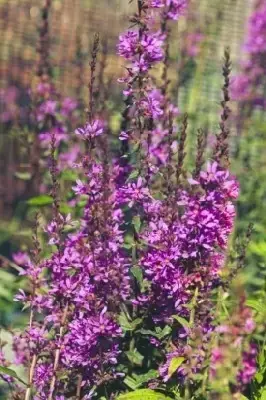 LYTHRUM virgatum 'Dropmore Purple' - image 2
