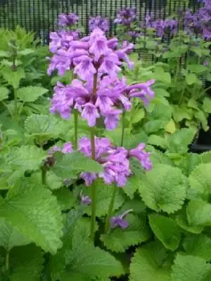 STACHYS macrantha 'Superba'
