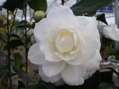 CAMELLIA japonica White