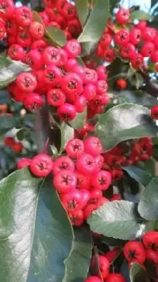 PYRACANTHA 'Saphyr Red'