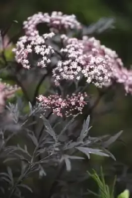 SAMBUCUS nigra 'Black Lace'