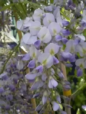 WISTERIA floribunda 'Issai' - image 1