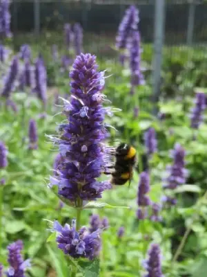 AGASTACHE 'Black Adder' - image 2