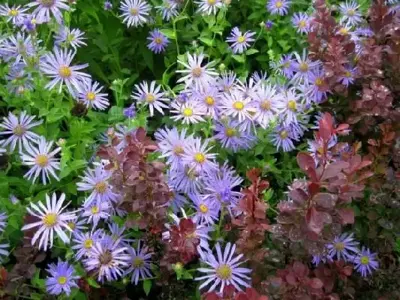 ASTER x frikartii 'Monch'