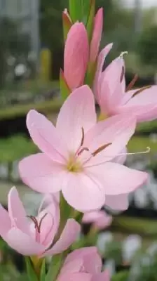 HESPERANTHA coccinea 'Pink Princess'