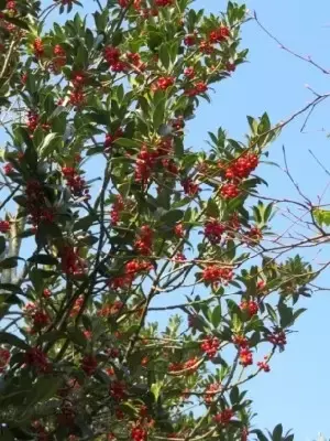 ILEX aquifolium 'Limsi'