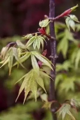 ACER palmatum 'Osakazuki' - image 2