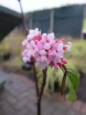 VIBURNUM x bodnantense 'Dawn' - image 1