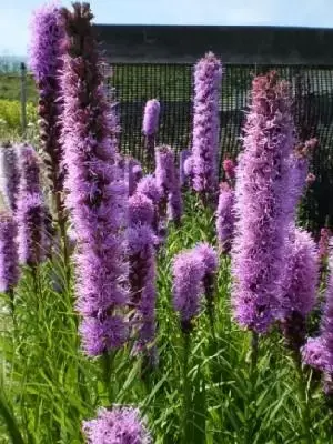 LIATRIS spicata 'Kobold'