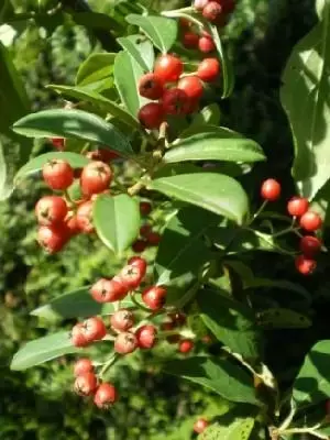 COTONEASTER 'Hybridus Pendulus'