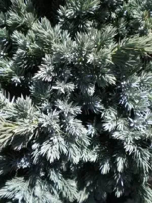 JUNIPERUS squamata 'Blue Star'