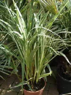 DIANELLA tasmanica 'Variegata'