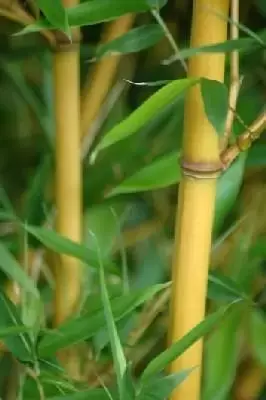 PHYLLOSTACHYS aurea