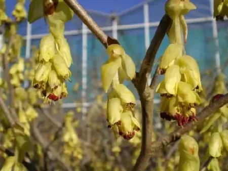 CORYLOPSIS spicata