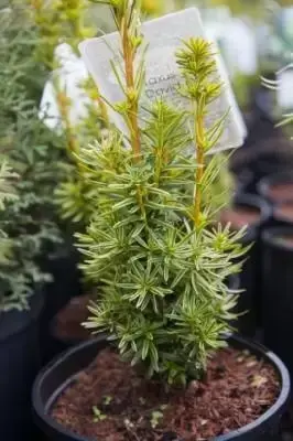 TAXUS baccata 'David' - image 3
