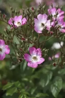ROSA 'Ballerina' - image 2