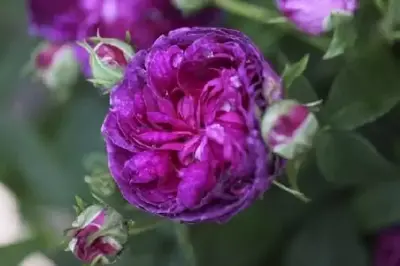 ROSA 'Charles de Mills'