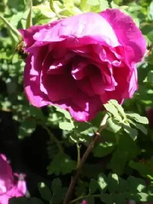 ROSA 'Roseraie de l' Hay'