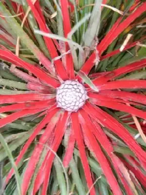 FASCICULARIA bicolor