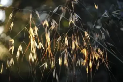 STIPA gigantea