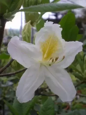 AZALEA 'Persil' - image 2