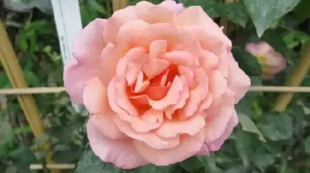 ROSA 'Compassion'