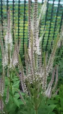 VERONICASTRUM virginicum 'Pink Glow'