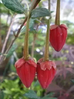 CRINODENDRON hookerianum