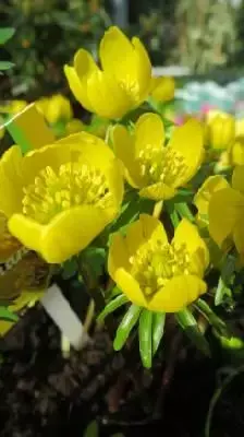 ERANTHIS hyemalis