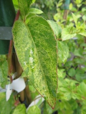 LONICERA japonica 'Mint Crisp' - image 1