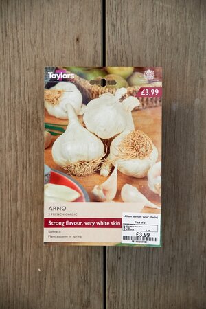 Allium sativum 'Arno' (Garlic)