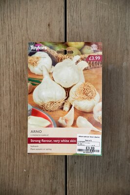 Allium sativum 'Arno' (Garlic)