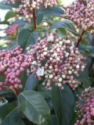 VIBURNUM tinus 'Eve Price'