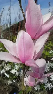 MAGNOLIA 'Star Wars' - image 1